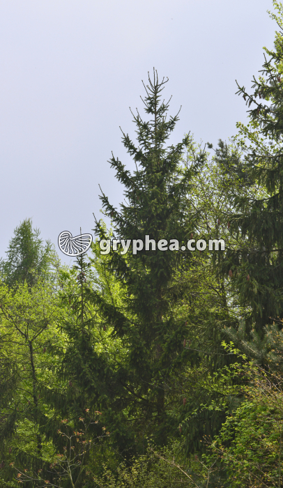 Epicea - gryphea.com